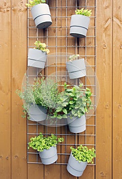 Fresh herb hanging in modern pots in garden on wooden background wall modern decoration outdoors of stylish home