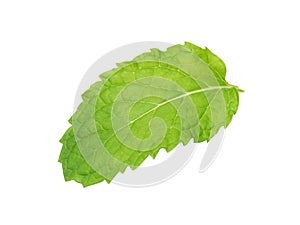 Fresh herb, Kitchen Mint