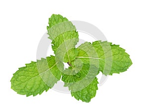 Fresh herb, Kitchen Mint