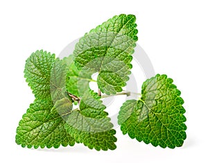 Fresh herb, lemon balm isolated on the white