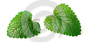 Fresh herb, lemon balm isolated on the white