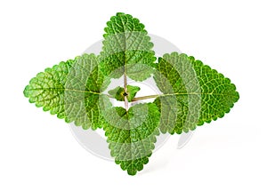 Fresh herb, lemon balm isolated on the white