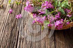 Fresh herb-Robert, or Geranium robertianum plant in a basket