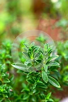 Fresh herb: savory