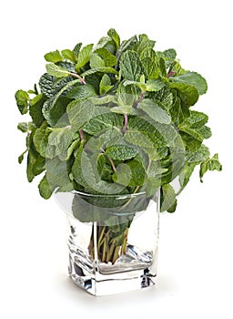 Fresh herb spearmint