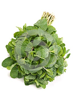 Fresh herb spearmint