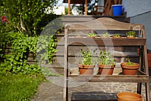 Fresh herbage in pots