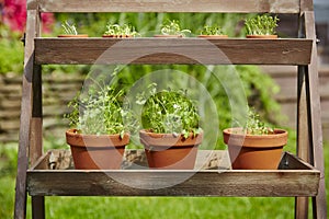 Fresh herbage in pots