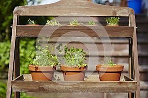 Fresh herbage in pots