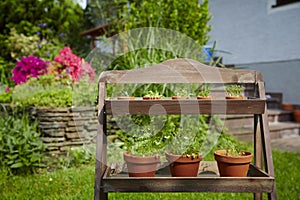 Fresh herbage in pots