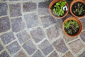 Fresh herbage in pots