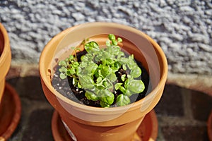 Fresh herbage in pots