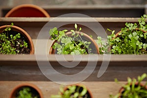 Fresh herbage in pots photo