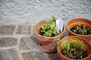 Fresh herbage in pots