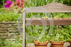 Fresh herbage in pots