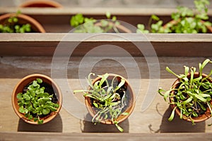 Fresh herbage in pots photo
