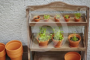Fresh herbage in pots