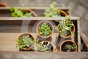 Fresh herbage in pots