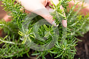 Fresh herbal rosemary in a plant pot