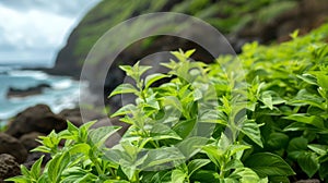 Fresh herbs abound on this secluded island paradise just waiting to be picked and used in your next meal photo