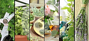 Fresh herbs on balcony garden