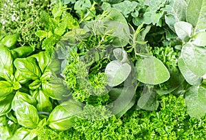 Fresh herbs basil, marjoram, parsley, rosemary, thyme, sage