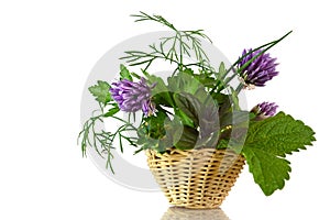Fresh herbs in the basket