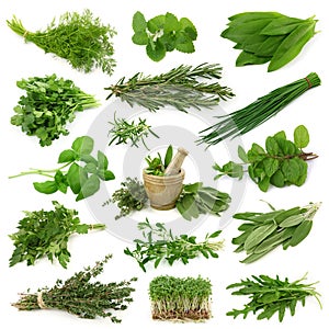 Fresh herbs collection