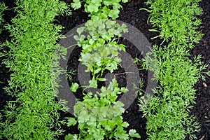 Fresh herbs, Coriander Coriandrum sativum and dill Anethum graveolens growing on the herb patch