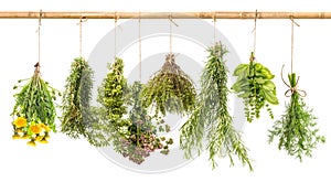 Fresh herbs dill, basil, rosemary, thyme, oregano, marjoram, dan