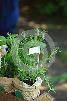 Fresh herbs in flower pots and kraft paper stand in a farmer& x27;s grocery market: rosemary, lemon balm.Mock-up for brand