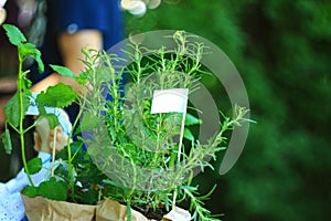 Fresh herbs in flower pots and kraft paper stand in a farmer& x27;s grocery market: rosemary, lemon balm.Mock-up for brand