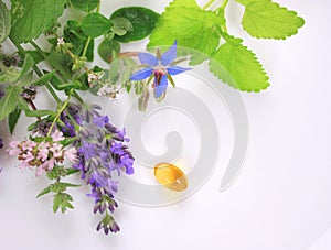 Čerstvý aromatický byliny 