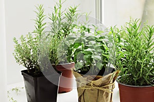 fresh herbs in garden pots