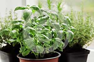 fresh herbs in garden pots