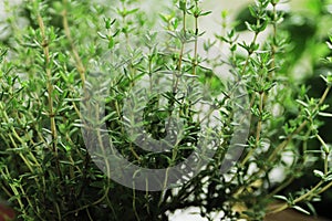 fresh herbs in garden pots