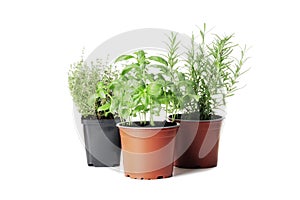 fresh herbs in garden pots isolated on white