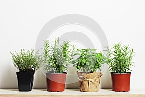 Fresh herbs in garden pots on a light background