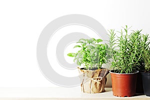 Fresh herbs in garden pots on a light background