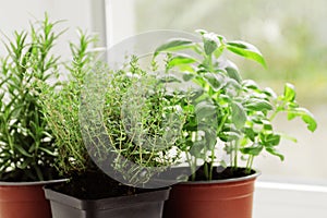 fresh herbs in garden pots on the window