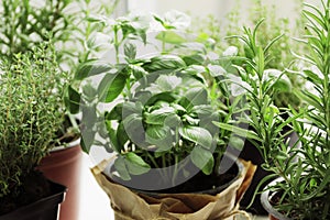 fresh herbs in garden pots on the window