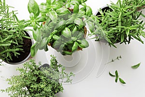 fresh herbs in garden pots on the window