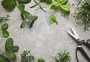 Fresh herbs on grey concrete background