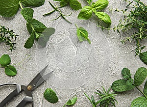 Fresh herbs on grey concrete background