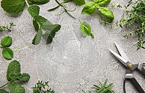 Fresh herbs on grey concrete background