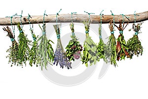 Fresh herbs hang in bundles on a branch