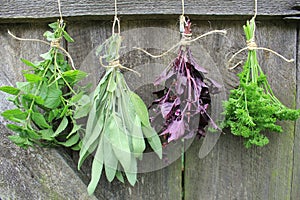 Fresh herbs hanging for drying