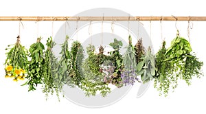 Fresh herbs hanging isolated on white. basil, rosemary, thyme, m