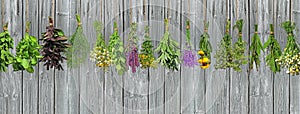 Fresh herbs hung to dry