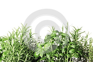 fresh herbs isolated on white